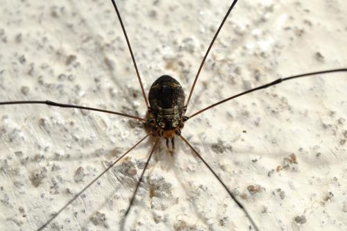 Réf. 211 957 : Leiobunum sp-a